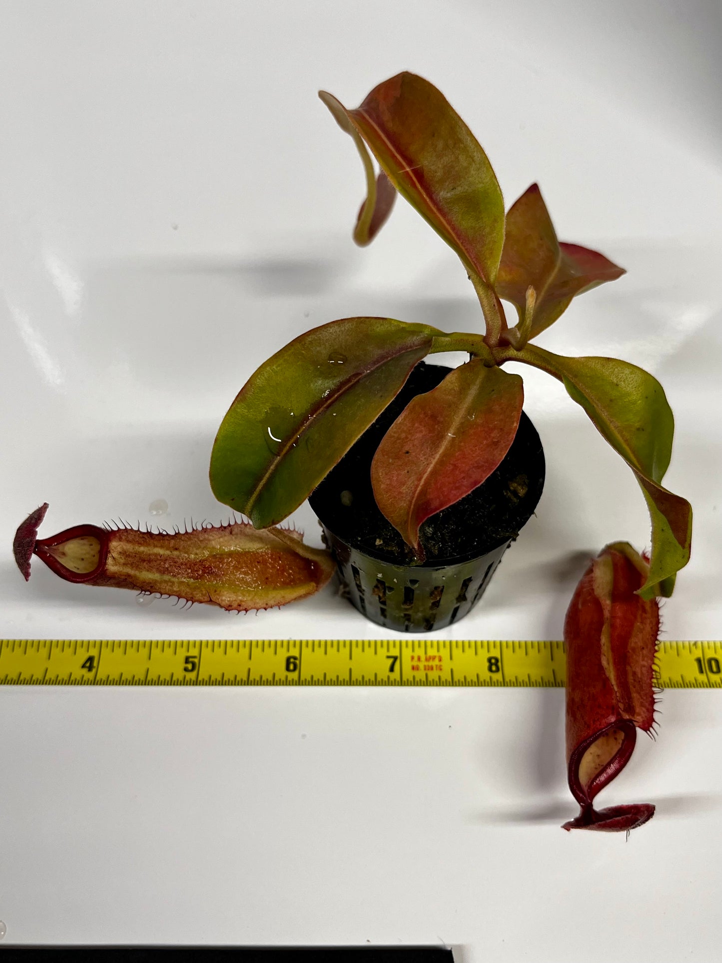 Nepenthes 'Splendid Diana' x ('Song of Melonchonly' x [(lowii x veitchii) x boschiana]