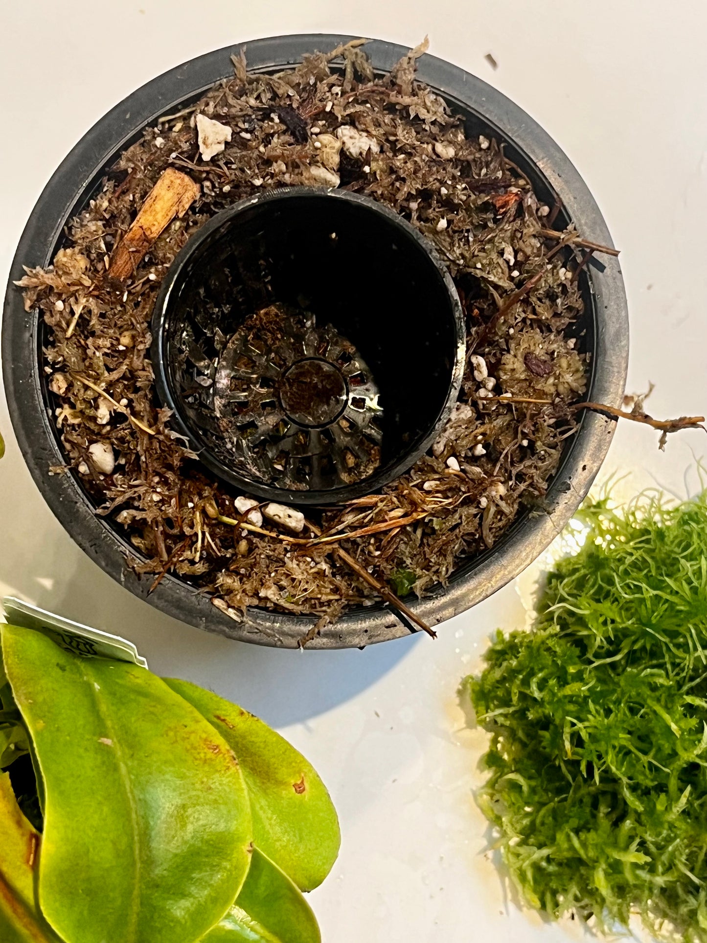 Upgrade pot and soil