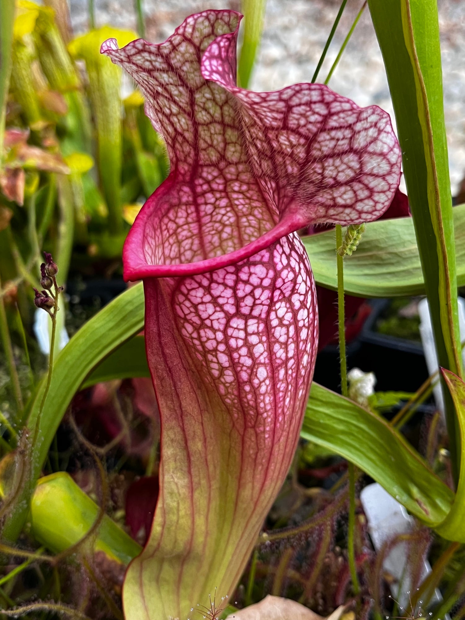 Sarracenia American Pitcher plant