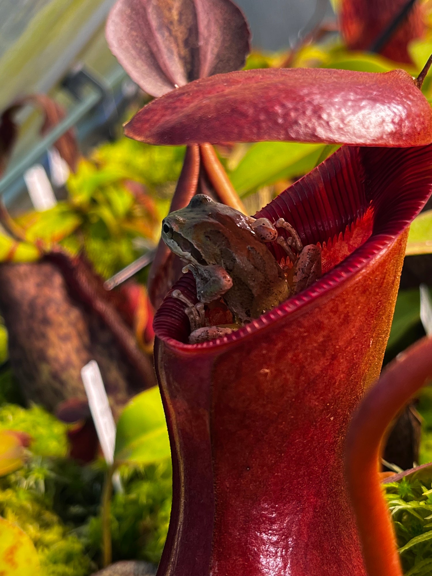 Nepenthes frog