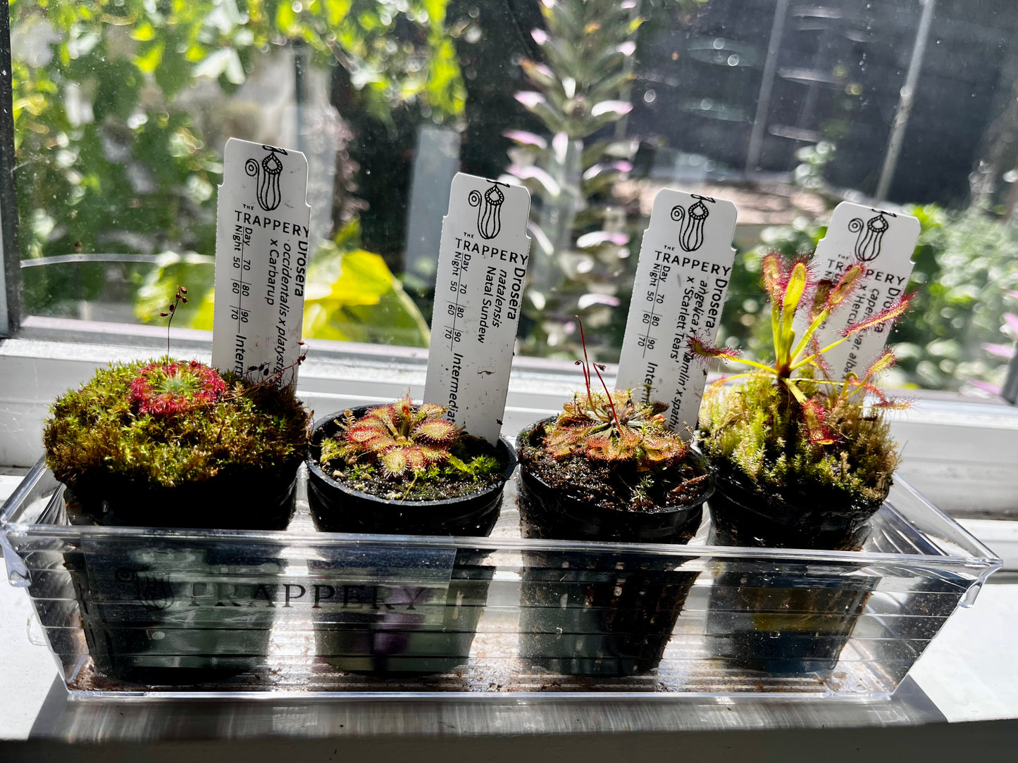 Windowsill Bog Kit