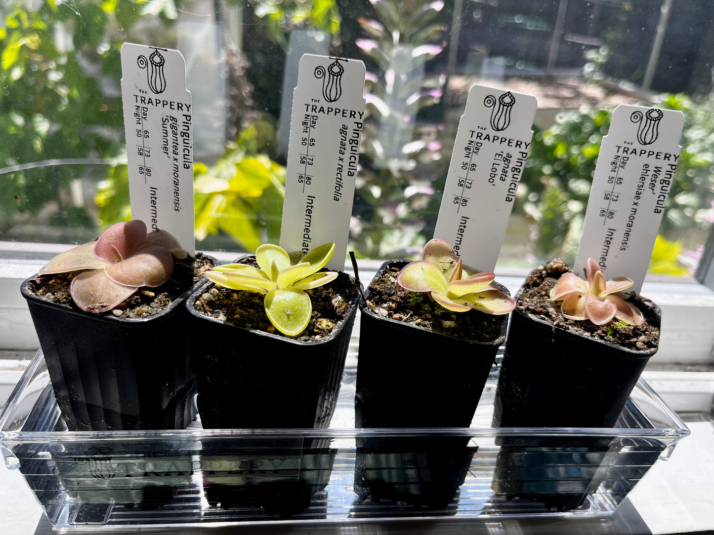 Windowsill Bog Kit