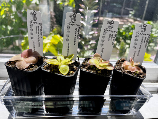 Windowsill Bog Kit