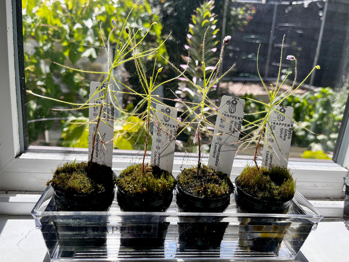 Windowsill Bog Kit