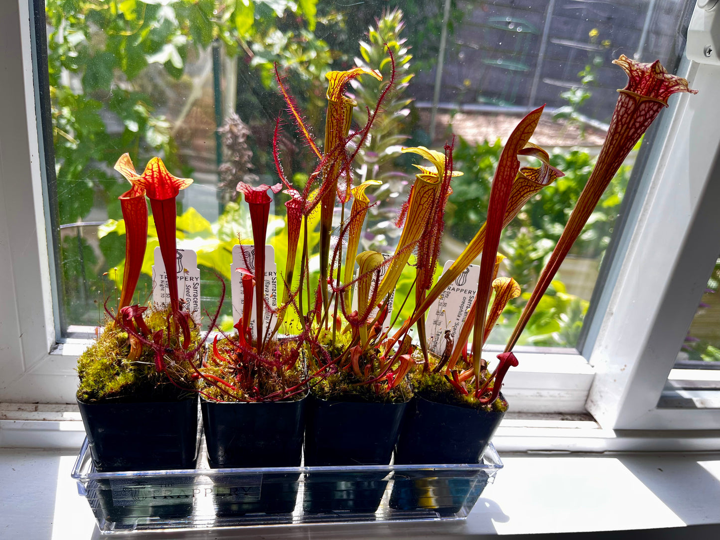 Windowsill Bog Kit