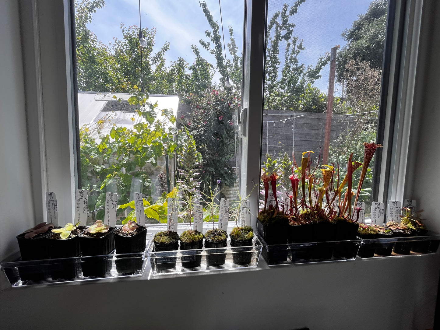 Windowsill Bog Kit